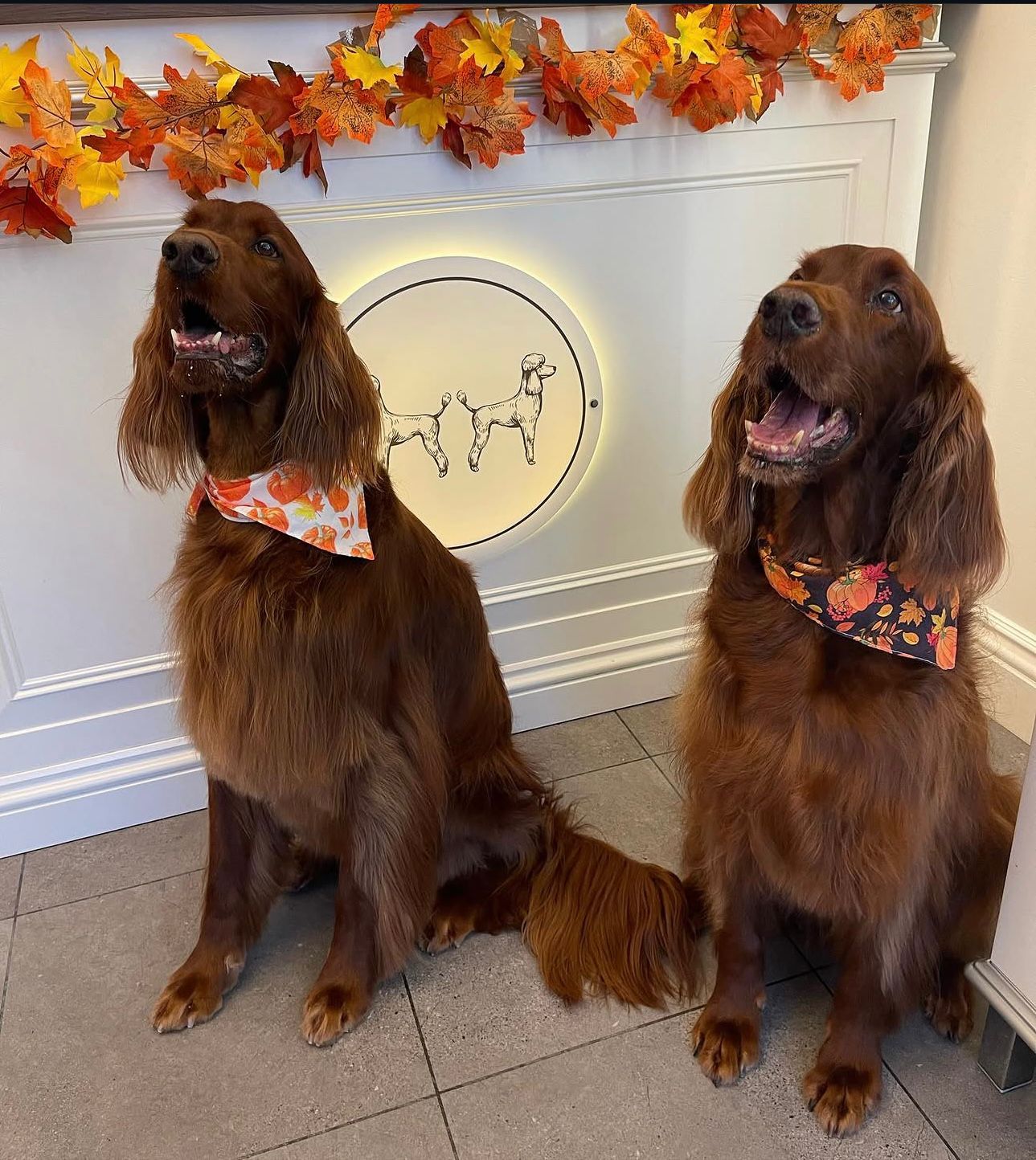 Full Groom